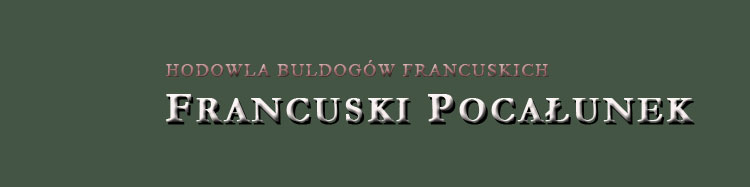 French  Bulldog Kennel Crakow Poland